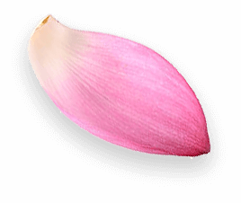 lotus-petal-1