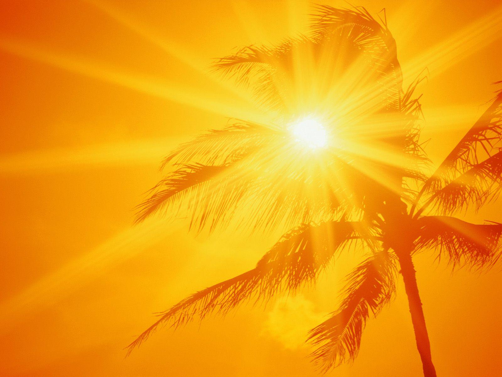 rays of sunshine showing through a palm tree and creating orange ambient light